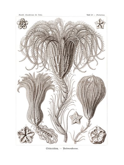 Crinoidea by German School