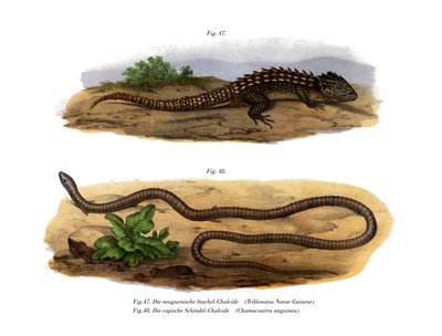 Crocodile Skink by German School