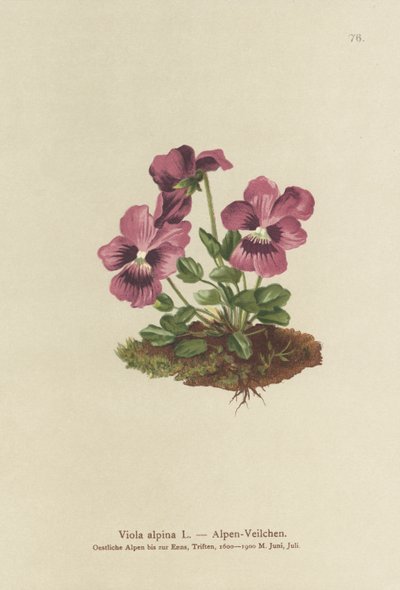 Cyclamen, Alpine Violet by German School