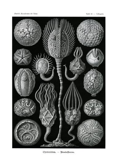Cystoidea by German School