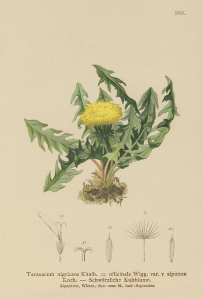 Dandelion by German School