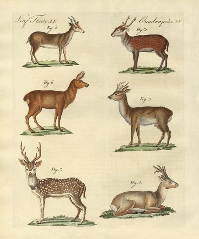 Deers and Fawns by German School