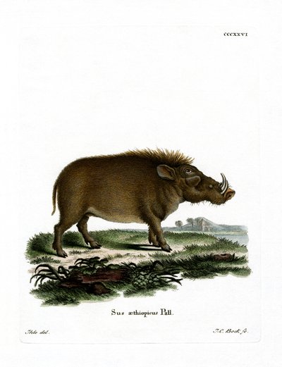 Desert Warthog by German School