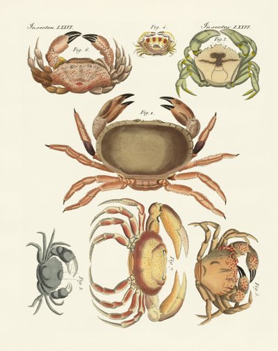 Different Kinds of Crabs by German School