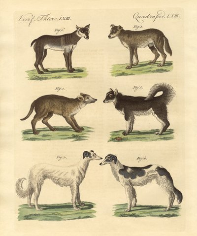 Different kinds of dogs by German School