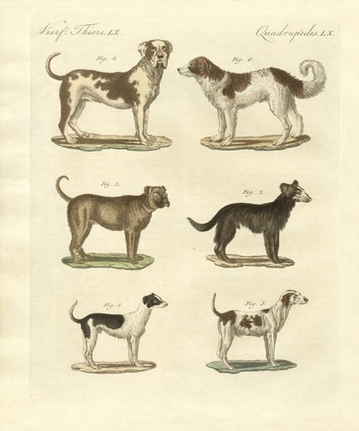 Different Kinds of Dogs by German School
