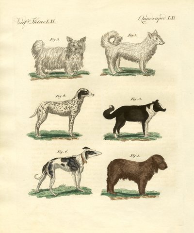 Different Kinds of Dogs by German School