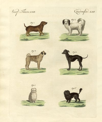 Different Kinds of Dogs by German School