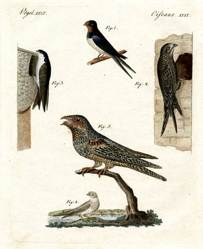Different Kinds of Doves by German School