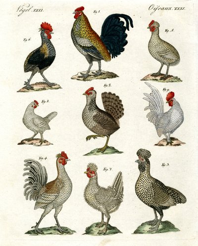 Different Kinds of Hens by German School