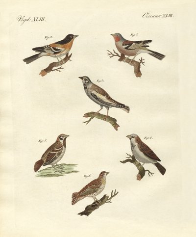 Different Kinds of Larks by German School