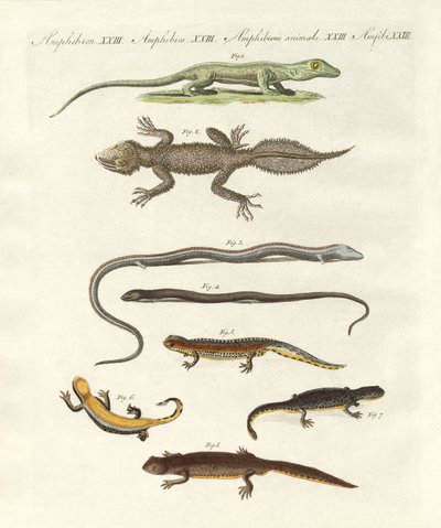 Different kinds of lizards by German School