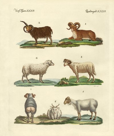 Different Kinds of Sheep by German School