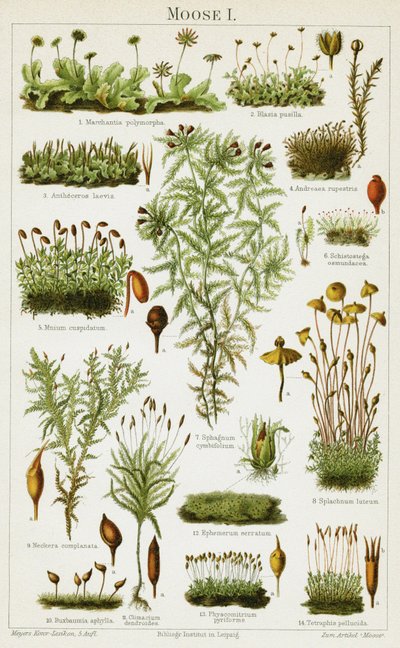 Different species of Moss by German School