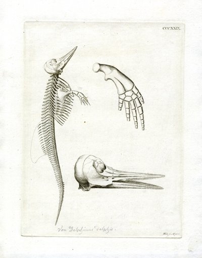 Dolphin Skeleton by German School