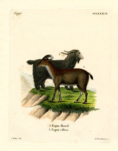 Domestic Goat by German School