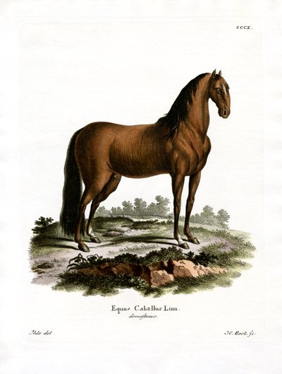 Domestic Horse by German School