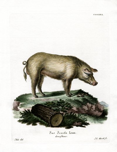 Domestic Pig by German School