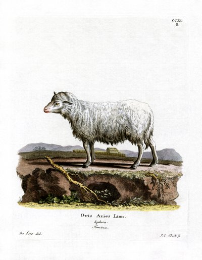 Domestic Sheep by German School