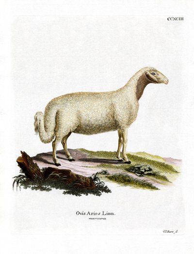 Domestic Sheep by German School