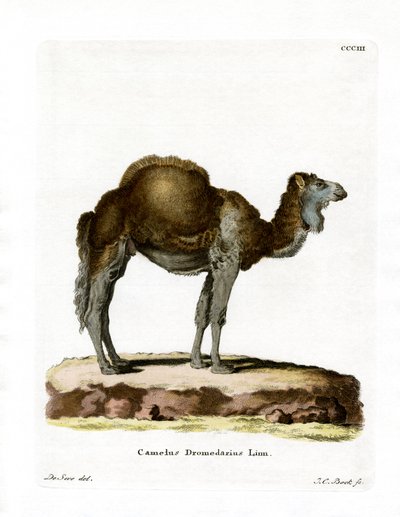 Dromedary by German School