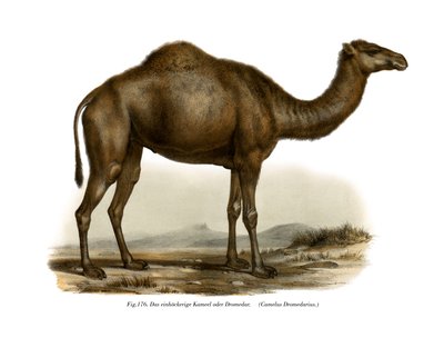 Dromedary by German School