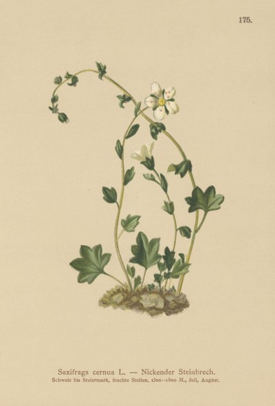 Drooping Saxifrage (Saxifraga cernua) by German School