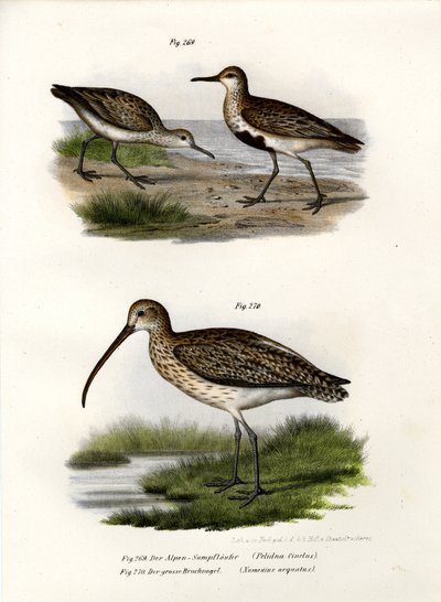 Dunlin by German School