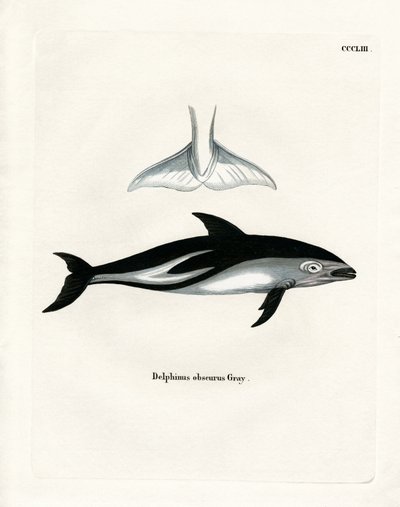 Dusky Dolphin by German School