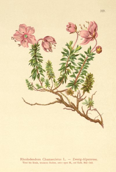 Dwarf Alpenrose by German School