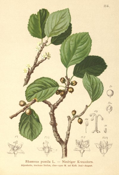 Dwarf Buckthorn by German School