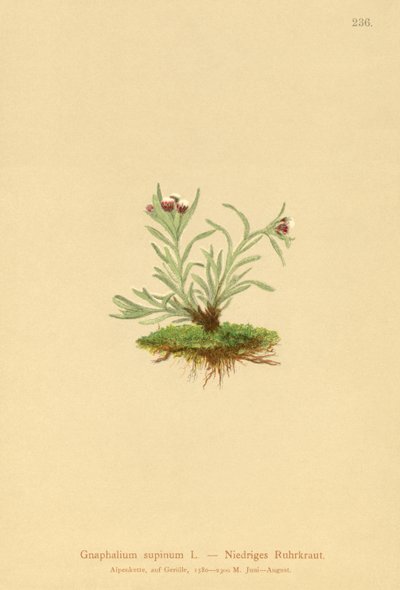 Dwarf Cudweed by German School
