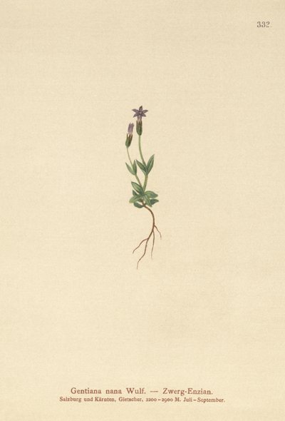 Dwarf Gentian by German School