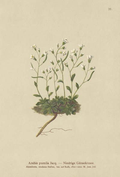 Dwarf Rockcress by German School