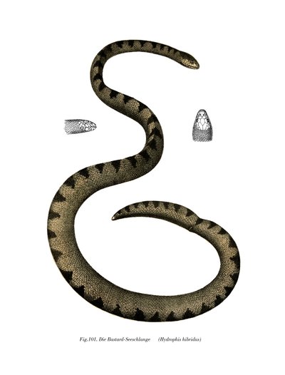 Dwarf Seasnake by German School