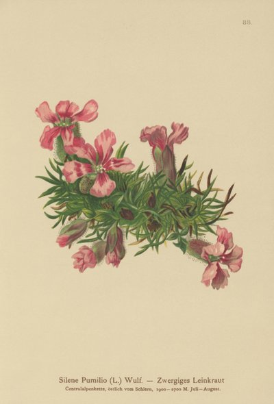 Dwarf Soapwort by German School