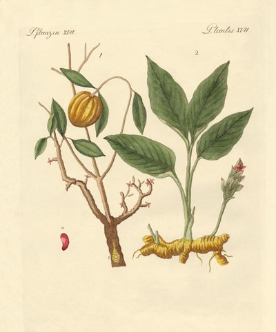 Dye Plants by German School