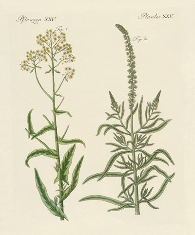 Dye Plants by German School
