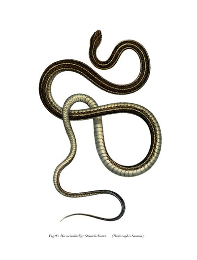 Eastern Ribbonsnake by German School