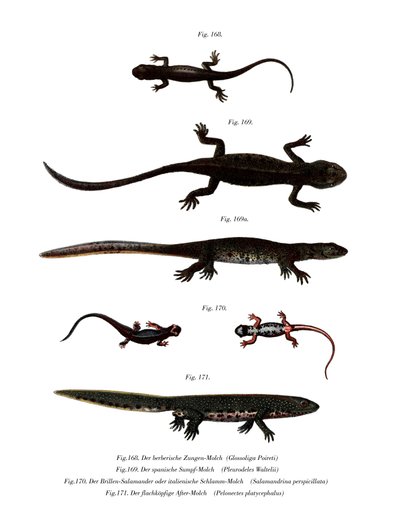 Edough Peninsula Ribbed Newt by German School
