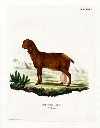 Egyptian Goat by German School