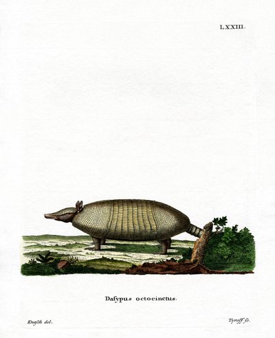 Eight-banded Armadillo by German School