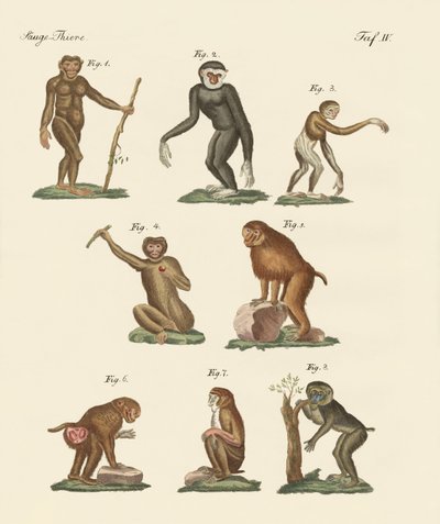 Eight Kinds of Monkeys by German School