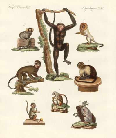 Eight kinds of monkeys by German School