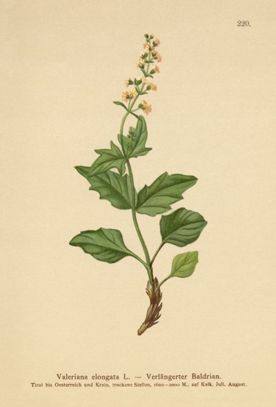 Elongated Valerian by German School