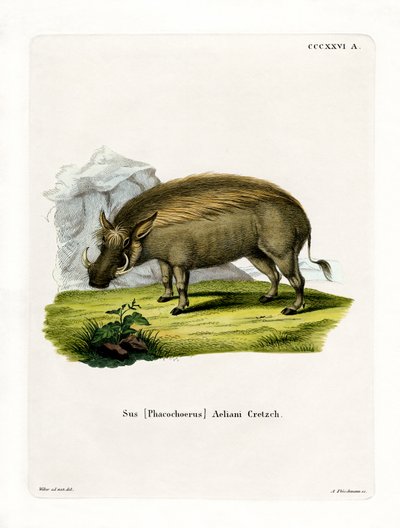 Eritrean Warthog by German School
