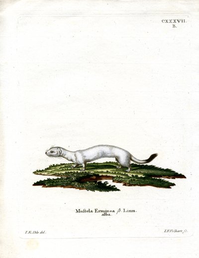 Ermine by German School