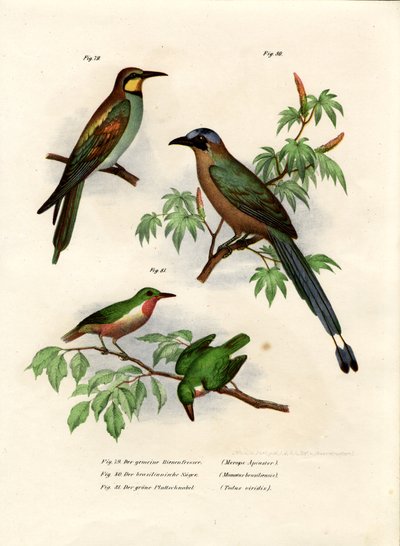 European Bee-Eater by German School