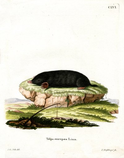 European Mole by German School
