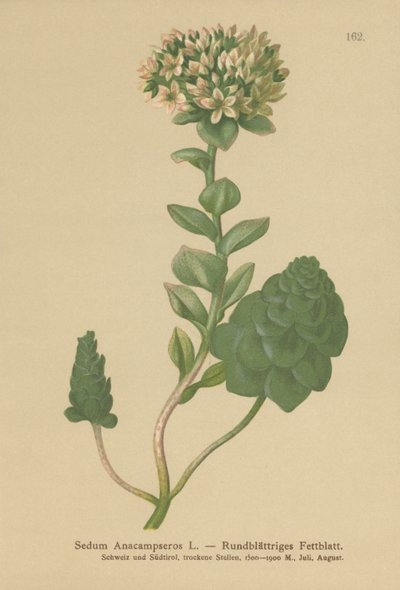 Evergreen Orpine by German School